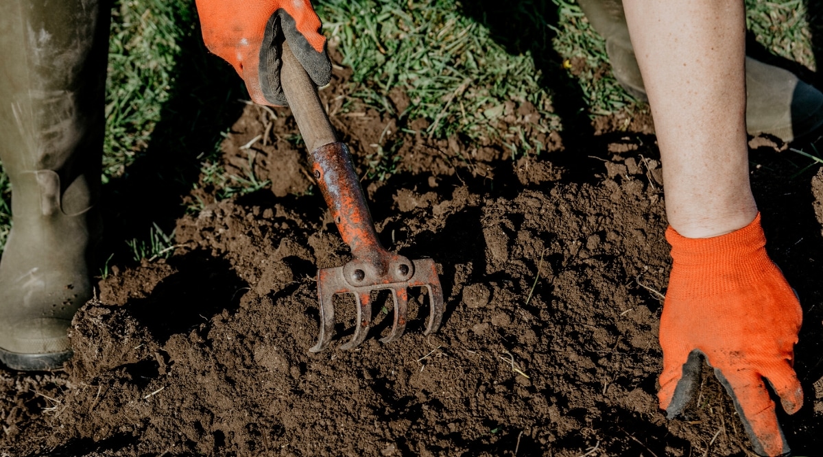 El suelo se está preparando para la siembra.  El jardinero usa una herramienta de arado y usa guantes naranjas para hacer el trabajo.