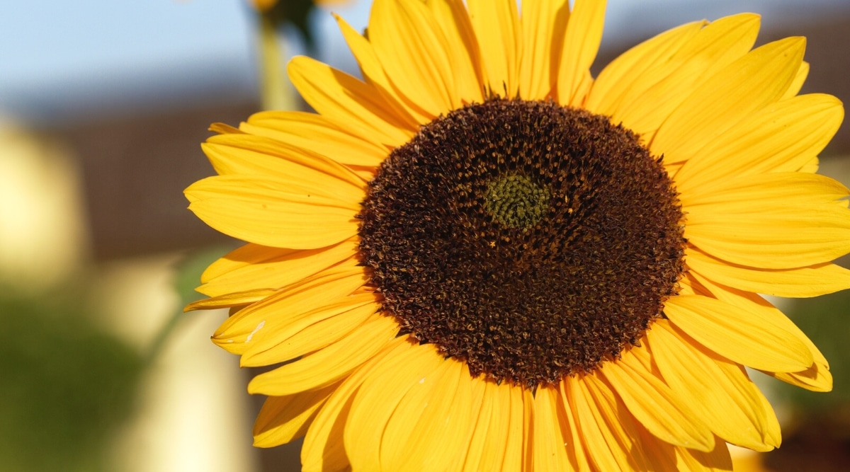 Primer plano de un girasol Soraya floreciente contra un fondo borroso.  La flor es grande, tiene una forma clásica de girasol con un disco marrón chocolate y pétalos de color amarillo anaranjado brillante.