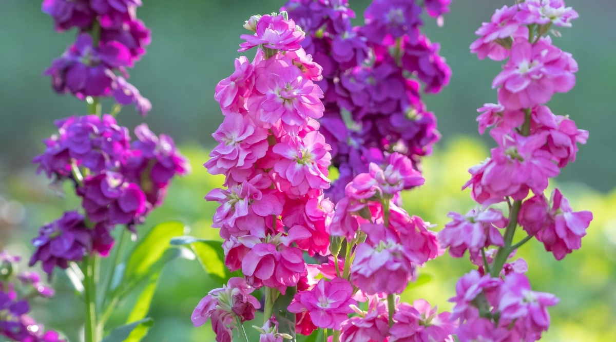 Primer plano de flores de stock en flor sobre un fondo borroso de un jardín soleado.  La planta tiene espigas de flores erectas, que consisten en flores semidobles de color rosa brillante con centros blancos.