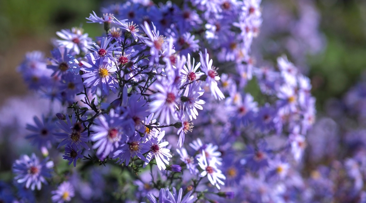 Primer plano de una planta floreciente de Blue Wood Aster contra un fondo borroso.  La planta es un arbusto tupido con flores pequeñas, en forma de estrella, de color púrpura suave y centros amarillos y rojo-rosados.