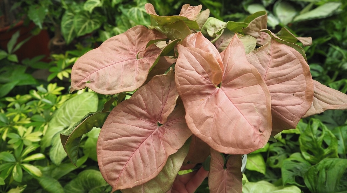 Planta grande con hojas de color rosa polvoriento claro con vetas profundas.