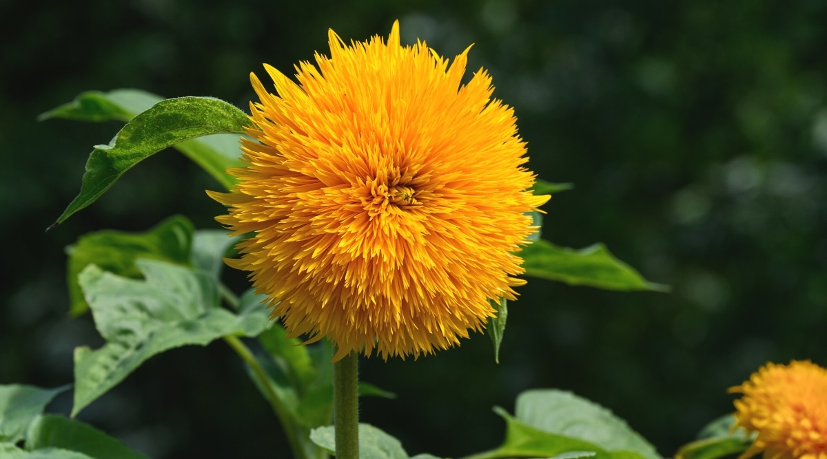 Primer plano de un floreciente girasol de oso de peluche en un jardín soleado.  La flor es grande, doble, esponjosa, en forma de pompón, consta de muchos pétalos delgados y angostos de color naranja.