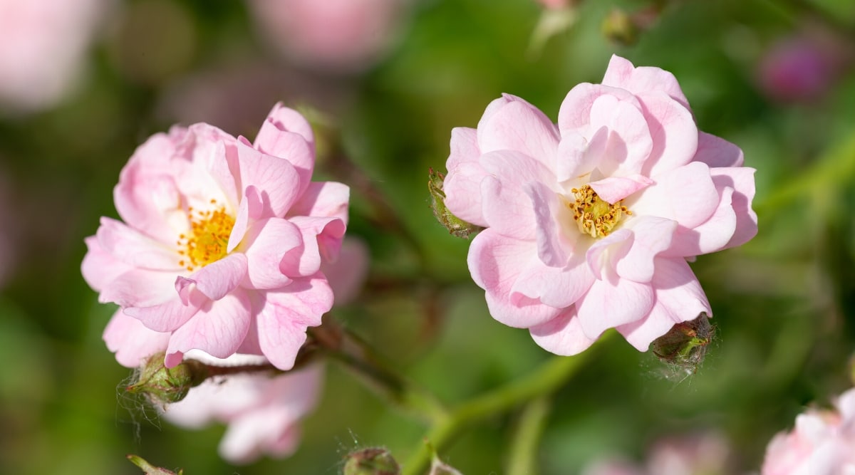 Primer plano de dos flores más pequeñas de color rosa claro con pequeños pétalos en capas de forma ovalada y un centro amarillo.