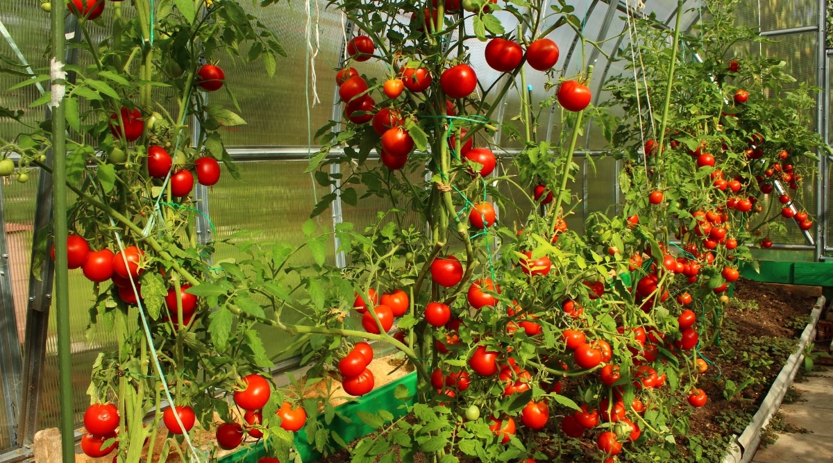 Vides de tomate creciendo uno al lado del otro en invernadero.  Están adecuadamente espaciados uno al lado del otro, con un amplio flujo de aire que les permite crecer.  Los tomates están maduros y de color rojo brillante.