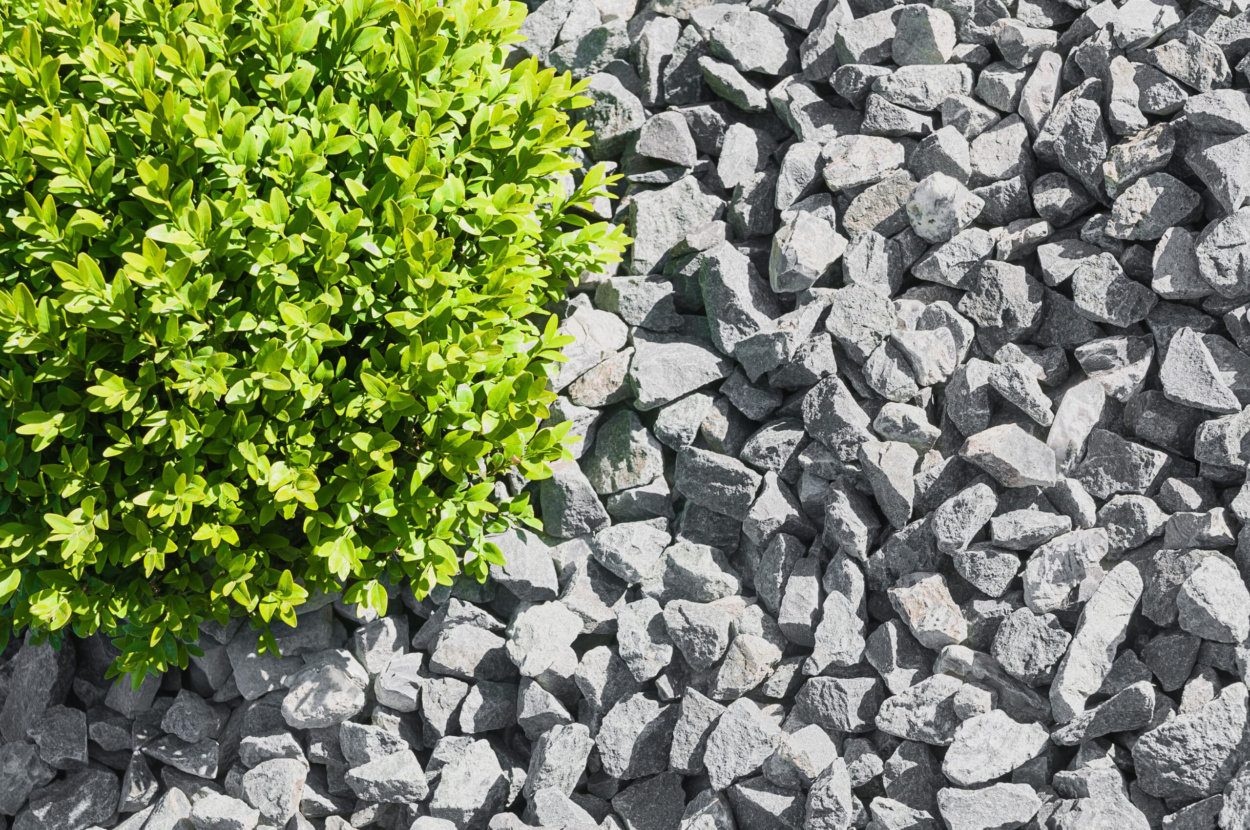 Colocación de fragmentos de roca gris triturados sueltos y clasificados uniformemente en el suelo que aparece sin esfuerzo  atractivo.  La planta verde vibrante está rodeada de grava.