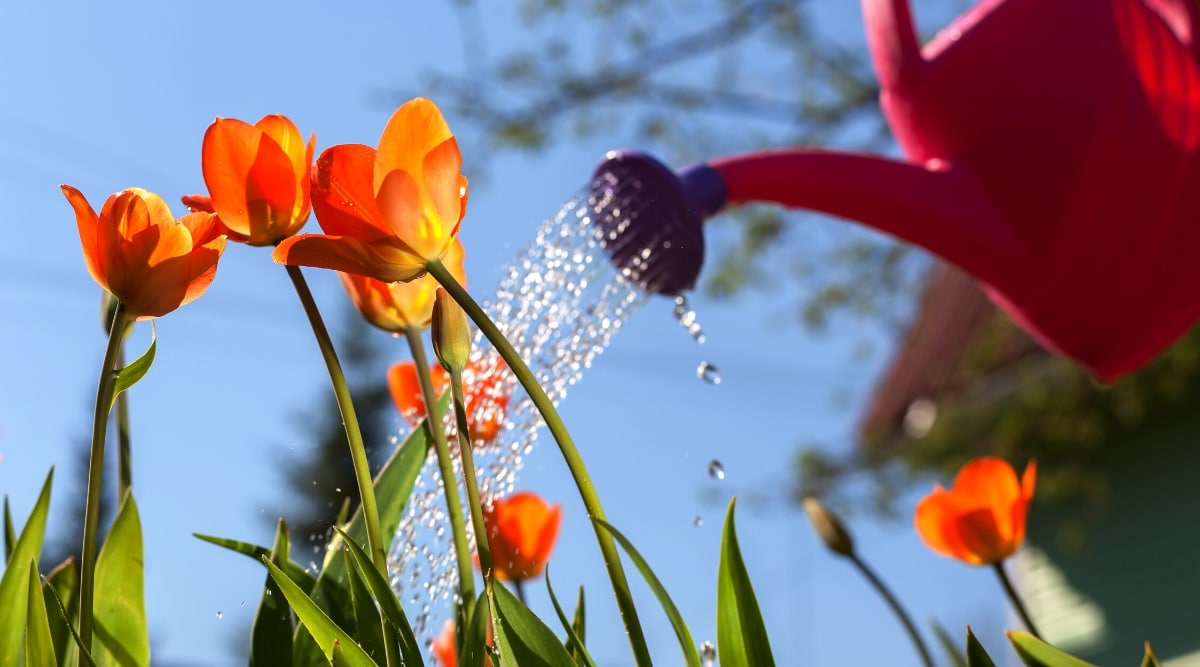 Vista inferior, primer plano de riego de tulipanes rojos de una regadera de plástico rojo, contra un cielo azul.  Los tulipanes tienen hermosas flores de color rojo anaranjado en forma de copa con hojas oblongas ovaladas de color verde oscuro con puntas afiladas.