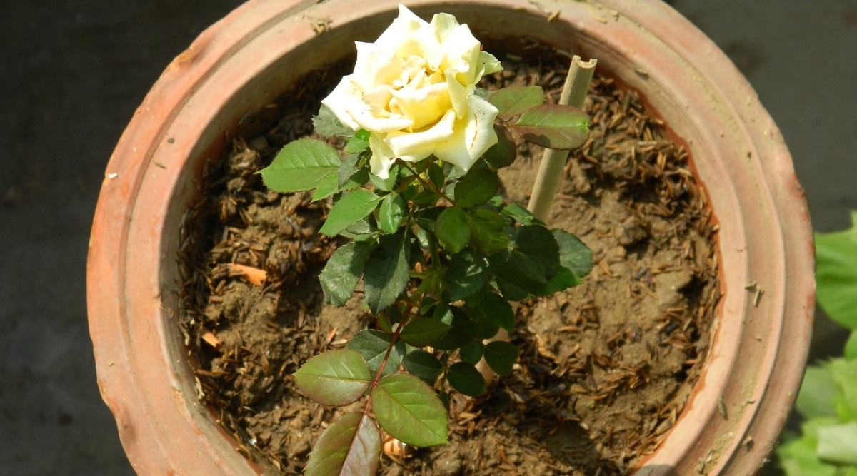Flor blanca que crece en un recipiente con suelo húmedo.  Se estaca con una estaca de bambú para ayudarlo a crecer hacia arriba.
