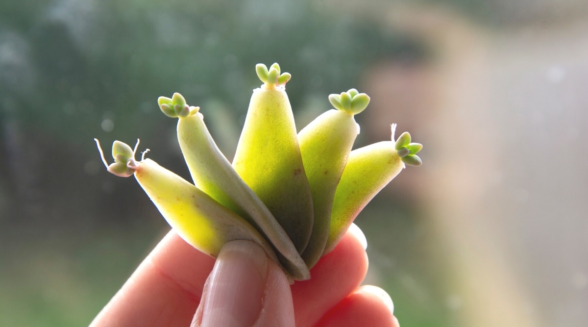 Primer plano de una mano que sostiene cinco hojas pequeñas, cerosas y verdes con un pequeño crecimiento nuevo en la base de cada hoja.