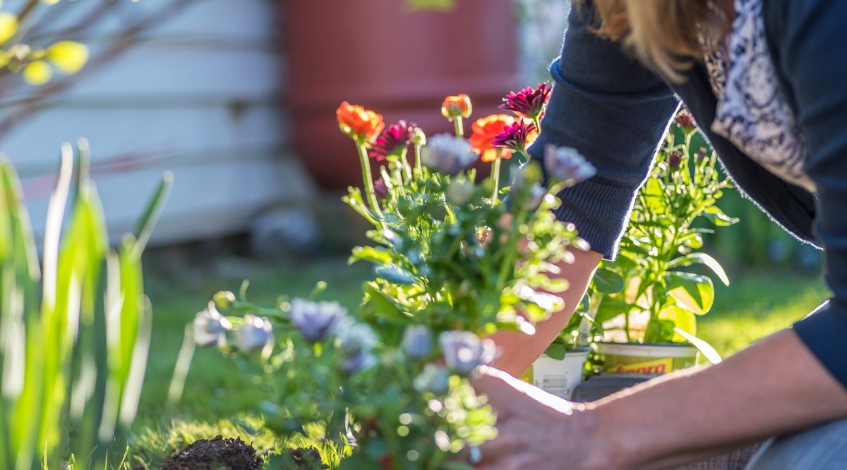 Primer plano de las manos de las mujeres plantando flores florecientes en un jardín, bajo la luz solar directa.  Las flores son de color naranja, rosa y azul pálido con follaje verde pálido.