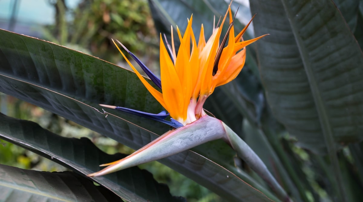 Tallo alto, grueso, de color verde oscuro con una flor puntiaguda de color naranja brillante y azul en la parte superior que se asemeja a un pájaro tropical exótico.