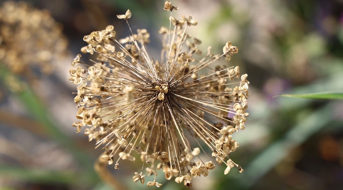 Vista superior, primer plano de una inflorescencia allium seca sobre un fondo borroso.  La inflorescencia es grande, esférica, consiste en vainas de semillas secas de color marrón claro.