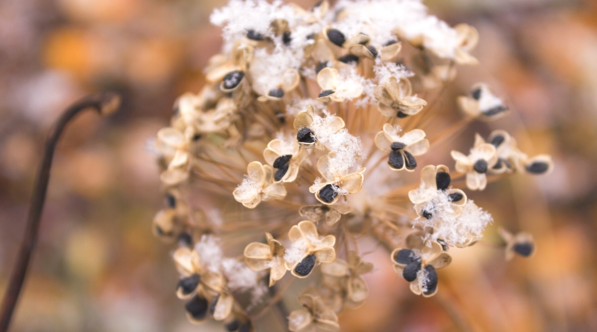 Primer plano de una cabeza seca de allium bajo la nieve, contra un fondo borroso.  La inflorescencia esférica consiste en vainas de semillas secas con semillas ovaladas negras.