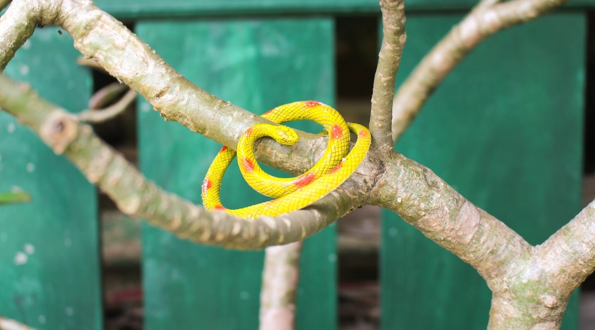 Una pequeña serpiente amarilla de goma falsa con manchas naranjas en la espalda yace en una rama en el jardín.  La serpiente se ve muy realista.