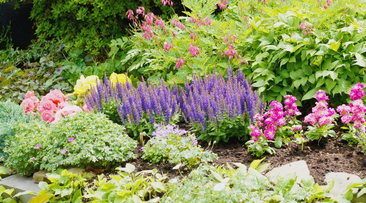 Jardín perenne floreciente iluminado por el sol.  Las plantas que florecen en el jardín incluyen salvia púrpura, begonia, hosta, rosas y más.