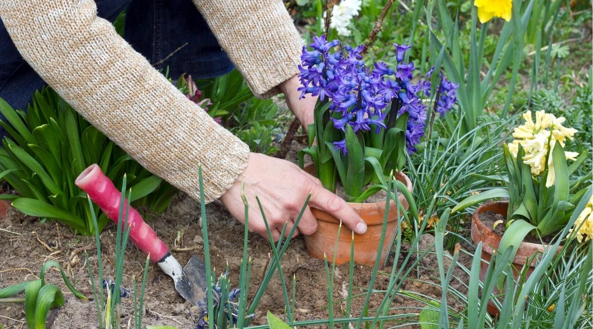 Jardinero plantando flores en el jardín.  Lleva un suéter marrón y sostiene una maceta llena de flores moradas.  En el suelo hay un pequeño agujero con una pala de mano que se usa para cavar agujeros en el jardín.
