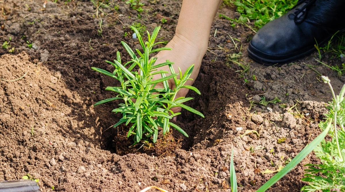 Primer plano de la mano de una mujer plantando una plántula de romero joven en el suelo.  El agujero es el doble del tamaño del cepellón de la planta.  La planta tiene tallos cortos y erectos con hojas verdes alargadas, estrechas y ovaladas.