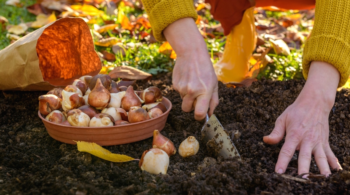 Primer plano de manos femeninas plantando bulbos de tulipán en el jardín de otoño.  Una mujer cava hoyos con una pala para plantar bulbos.  Un cuenco plano de madera lleno de bulbos de tulipanes está en el suelo junto a una bolsa de papel vacía.
