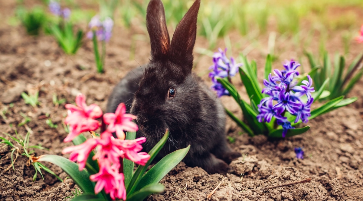 Primer plano de un conejo negro en el jardín entre jacintos rosas y púrpuras florecientes.  El conejo es pequeño, de pelaje marrón oscuro, orejas largas y pequeños ojos negros brillantes.  Los jacintos tienen pequeñas inflorescencias exuberantes de flores tubulares en forma de estrella.