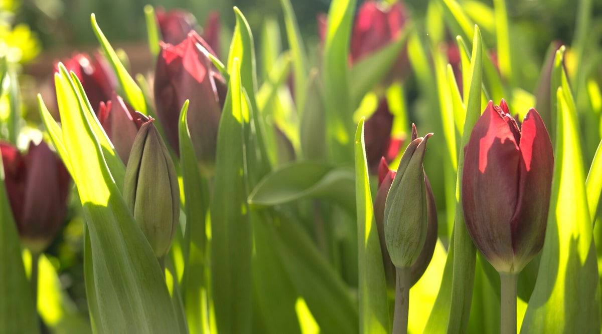 Tulipanes rojos frescos en un lecho de flores iluminado por el sol de la mañana.  Los tulipanes tienen hojas hermosas, grandes, erguidas, crujientes, de color verde brillante, ovaladas, de forma oblonga con puntas puntiagudas y flores de color rojo oscuro en forma de copa que aún no se han abierto.