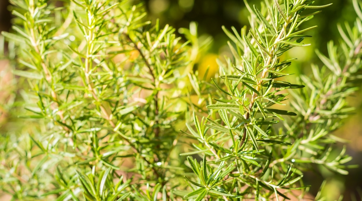 Primer plano de un romero que crece en un jardín soleado.  La planta tiene tallos largos y leñosos con hermosas hojas finas, estrechas, de color verde pálido y en forma de aguja.