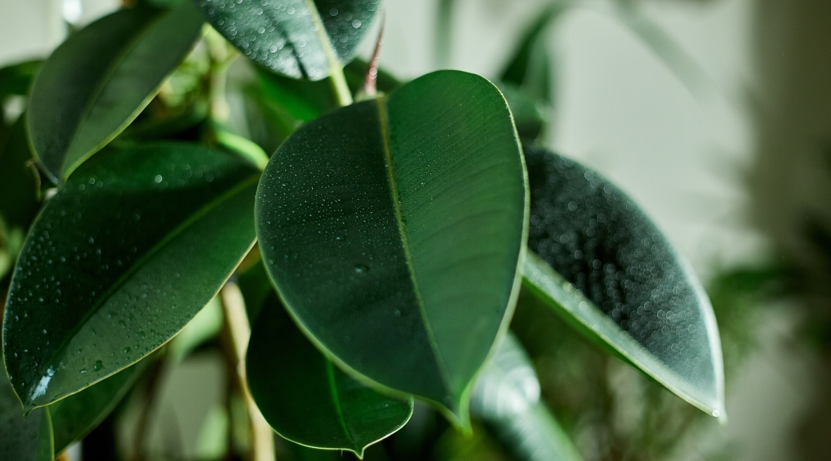 Primer plano de una planta con hojas grandes, de color verde oscuro, gruesas y ovaladas.