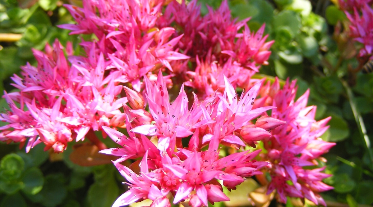 Primer plano de flores pequeñas, de color rosa brillante, en forma de estrella agrupadas juntos en tallos altos de color verde rojizo claro.