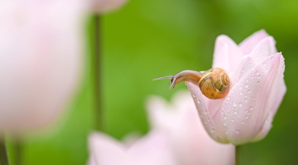 Primer plano de un caracol en una flor de tulipán, sobre un fondo verde borroso.  La flor es pequeña, en forma de copa, tiene pétalos de color rosa pálido cubiertos de gotas de agua.  El caracol es pequeño, de color marrón anaranjado con una hermosa concha.