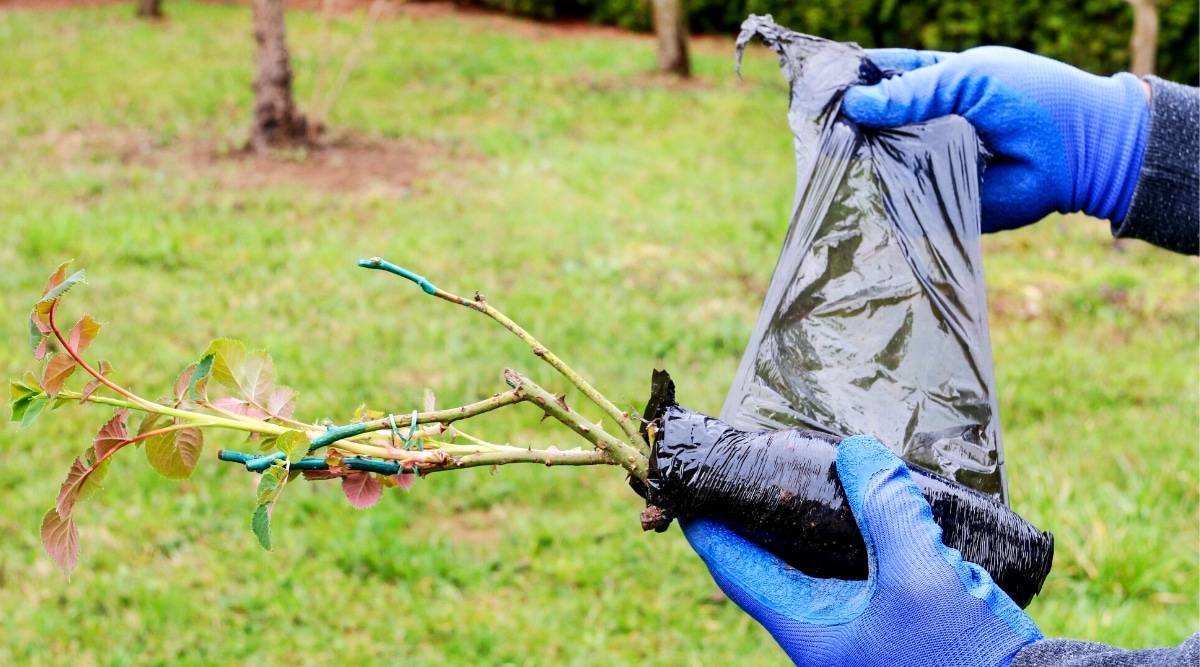 Un primer plano de las manos de un jardinero con guantes azules desenvolviendo una plántula de una bolsa negra.  La plántula de rosa tiene fuertes brotes verdes cubiertos de espinas afiladas y varias hojas jóvenes con bordes irregulares.