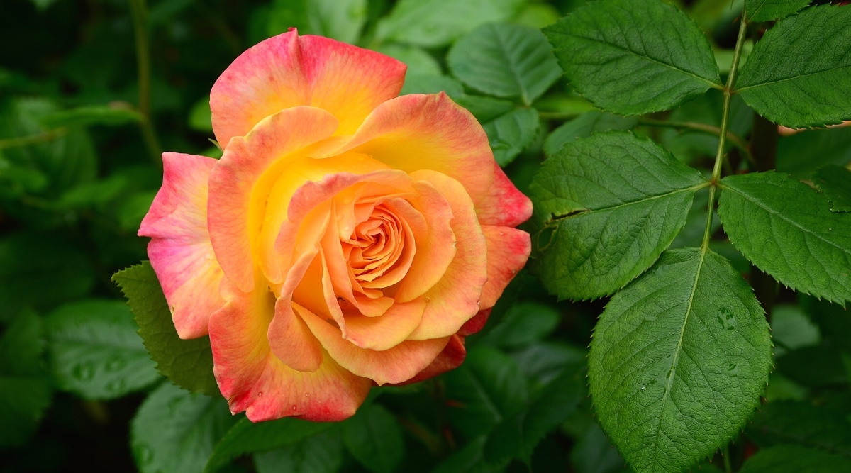 Primer plano de una floreciente rosa 'Anillo de fuego' entre un follaje compuesto pinnado de color verde oscuro.  La flor es de tamaño mediano, doble, tiene pétalos redondeados de color naranja brillante con ribete rosa fresa.