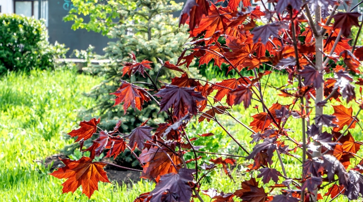 El arce de Noruega tiene múltiples hojas de cinco lóbulos de color rojo oscuro que están dispuestas de manera opuesta a lo largo de los tallos.  El árbol también tiene una fuerte corteza de color marrón grisáceo.  En el fondo se pueden ver más plantas en el jardín.