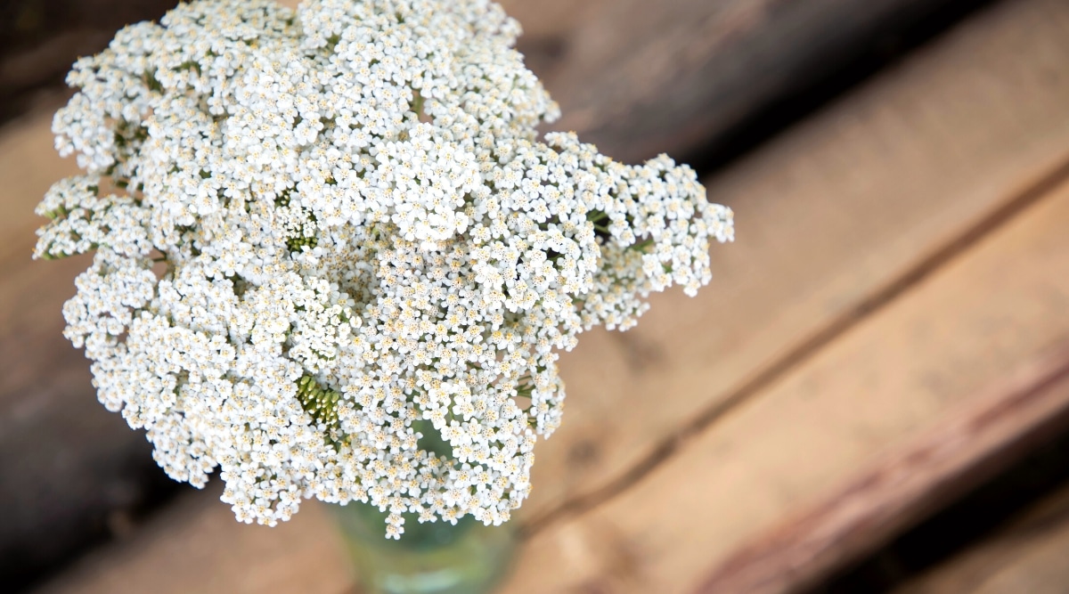 Vista superior, primer plano de un pequeño ramo de flores de Yarrow en un jarrón transparente, sobre escalones de madera, en el porche.  La planta tiene flores densas y exuberantes de forma plana, con un ramo de pequeñas flores blancas ubicadas en una inflorescencia densa.