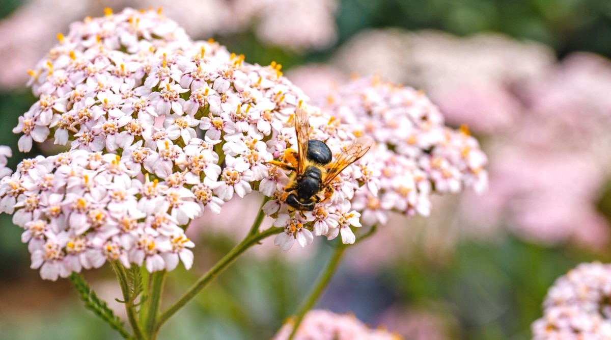 Primer plano de una abeja recolectando néctar en una milenrama floreciente en un jardín soleado.  La planta tiene una inflorescencia densa de diminutas flores de color rosa pálido, parecidas a las margaritas.
