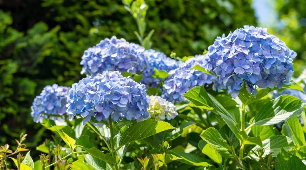 Primer plano de una gran variedad 'Nikko Blue' en un jardín soleado.  El arbusto consiste en tallos altos y erectos, cubiertos con grandes hojas ovaladas de color verde brillante con bordes dentados.  Las grandes inflorescencias apicales redondeadas consisten en docenas de flores azules.