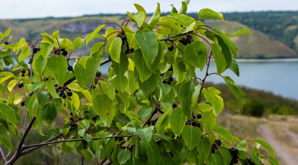 Las hojas verdes y elípticas de la planta de espino cerval tienen venas arqueadas y están unidas a un tallo peludo por una corteza de color marrón oscuro.  El fruto es brillante, redondo y carnoso.  En el fondo, se puede ver una montaña y un río.