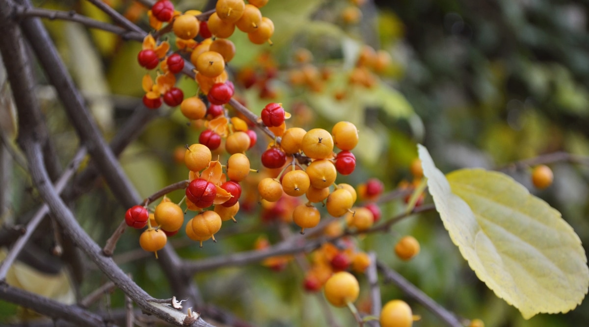 Primer plano de Oriental Bittersweet, que tiene largos tallos marrones y hojas alternas, simples, de forma ovalada y de color amarillo verdoso.  Los frutos están agrupados, son redondos y su color varía de naranja brillante a rojo.