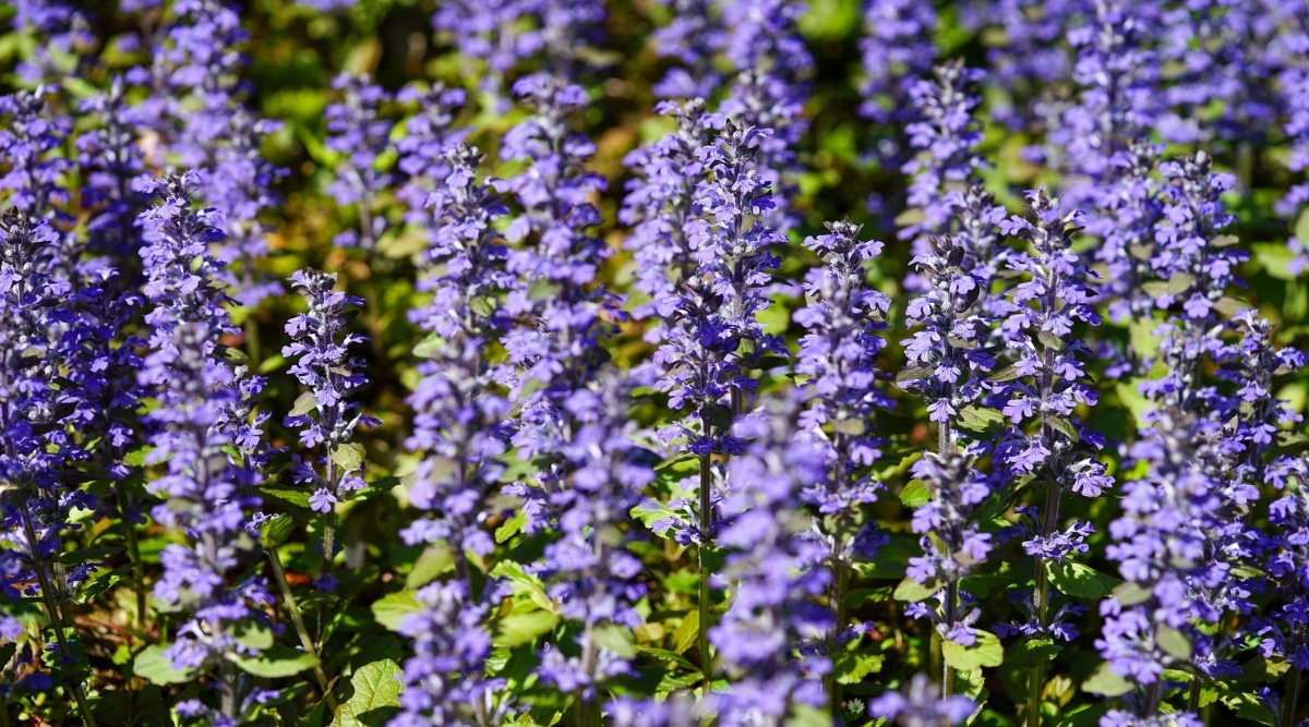 Varios Bugleweed con flores pequeñas, tubulares y de color púrpura.  Sus tallos son delgados y rectos.  Las hojas son hojas pequeñas, brillantes y de color verde oscuro. 