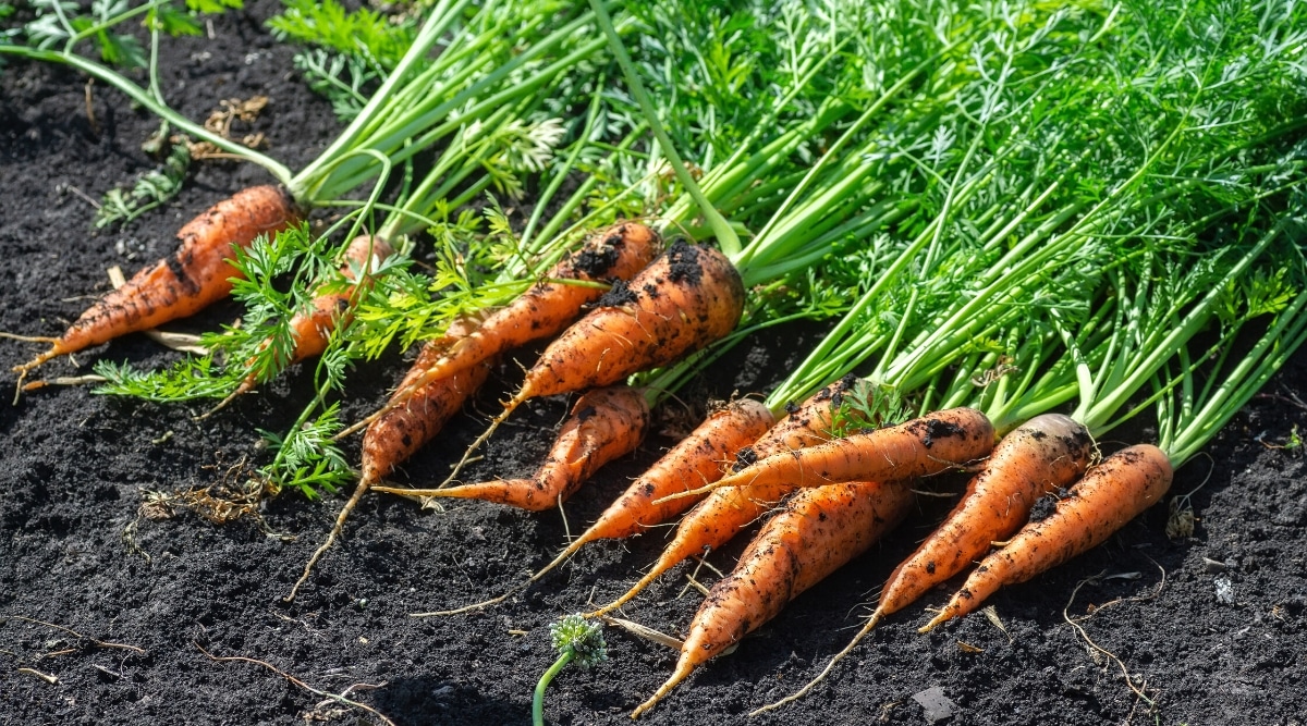 Primer plano de zanahorias recién recogidas en el suelo del jardín.  La planta tiene raíces anaranjadas comestibles, largas y puntiagudas y hojas compuestas, profundamente talladas, de encaje que se forman desde la base de la planta.