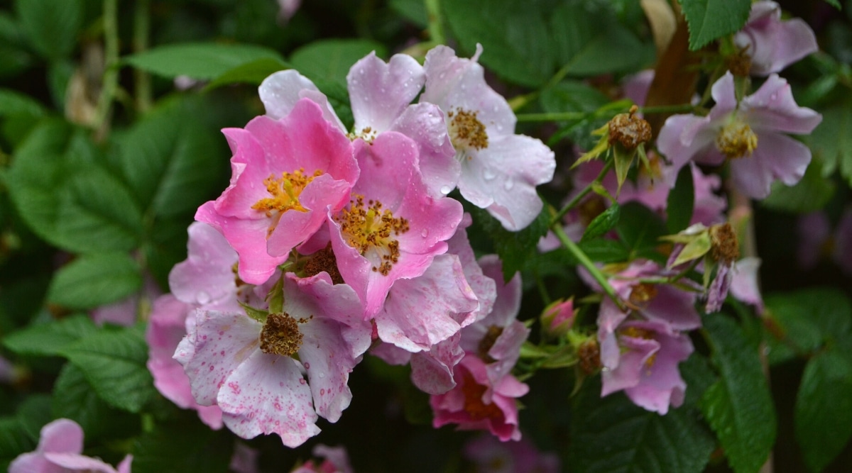 Primer plano de un arbusto floreciente de Rosa 'Setigera' cubierto de gotas de lluvia.  Las flores son pequeñas, solitarias, con pétalos de color rosa pálido y rosa chicle, con estambres dorados en el centro.