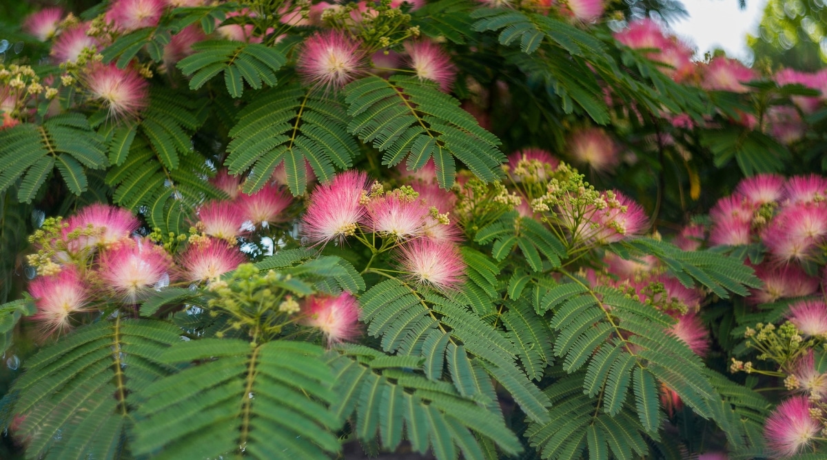 El árbol de la seda tiene hojas parecidas a las de un helecho que son compuestas bipinnadas, mientras que sus flores son rosadas y plumosas, lo que le da al árbol una apariencia suave y delicada.