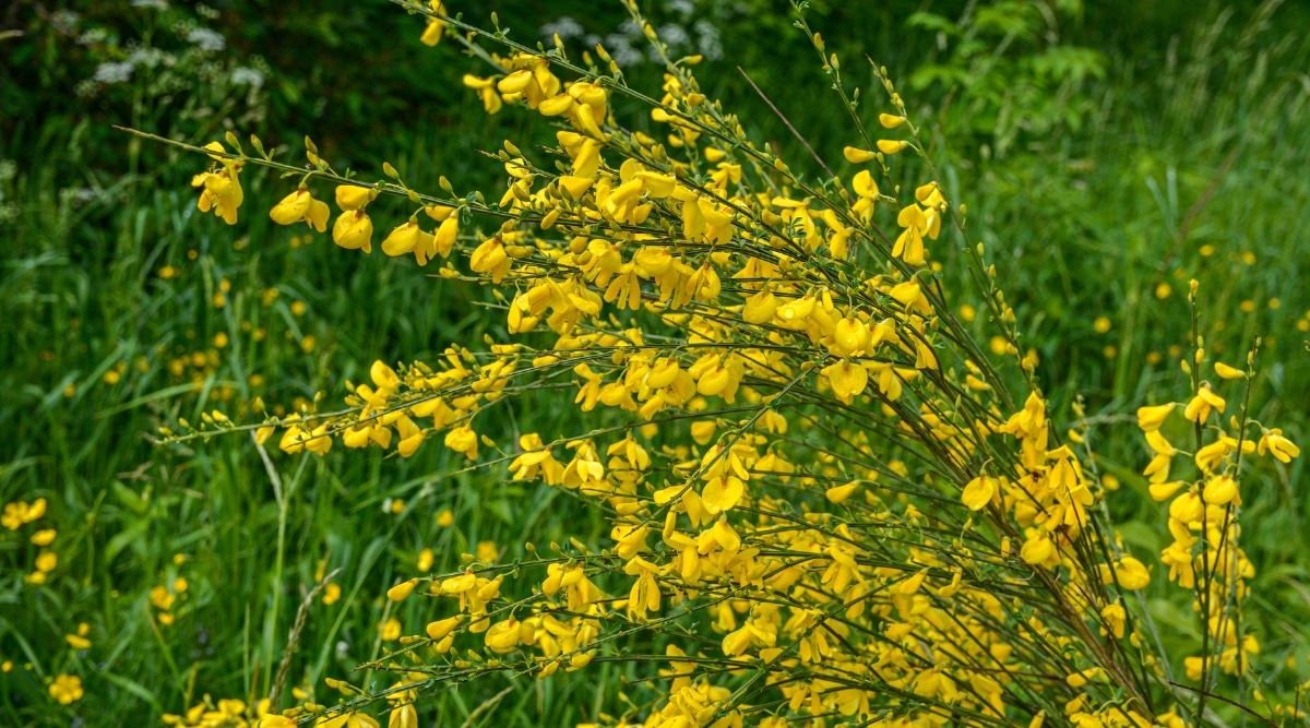 Scotch Broom presenta flores de color amarillo brillante parecidas a guisantes que son atractivas y abundantes.  Los tallos, ramitas y ramas son leñosos, angulosos, de color verde y marrón, y están cubiertos de espinas pequeñas y afiladas.  En el fondo, se pueden observar pastizales verdes.