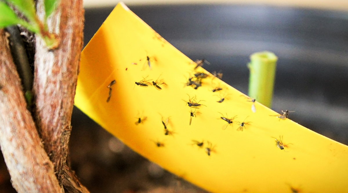 Numerosos mosquitos del hongo se adhieren a la superficie delgada, rectangular y amarilla.  Los tallos fuertes, ásperos y marrones de una planta se muestran al costado.