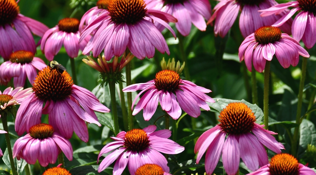 Primer plano de muchos Coneflowers florecientes en un jardín, contra un fondo verde borroso.  La planta tiene tallos altos en la parte superior de los cuales tienen flores grandes, en forma de disco, parecidas a margaritas, con conos de cobre rodeados de rayos púrpura.