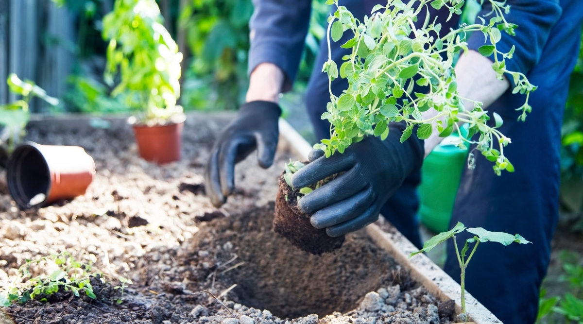 El jardinero, que lleva guantes negros, sostiene una planta de orégano que ha sido sacada de su maceta.  Se está colocando en un hoyo excavado.  Al fondo hay una maceta y una planta de orégano.