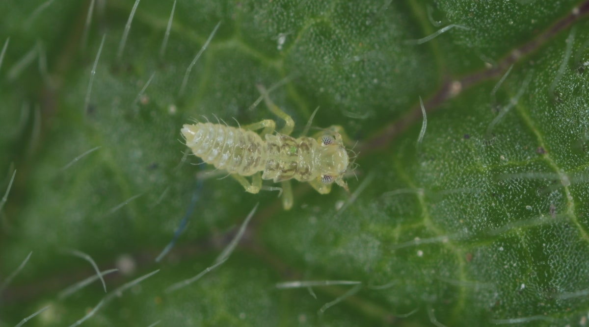 Primer plano de un pequeño insecto blanco que permanece en la superficie de una hoja verde.