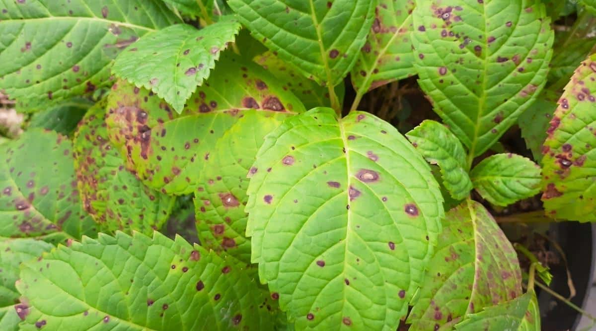 Primer plano de una hoja de planta infectada con una enfermedad fúngica.  Las hojas son grandes, ovaladas, de color verde, con bordes dentados, cubiertas de manchas de color naranja púrpura.