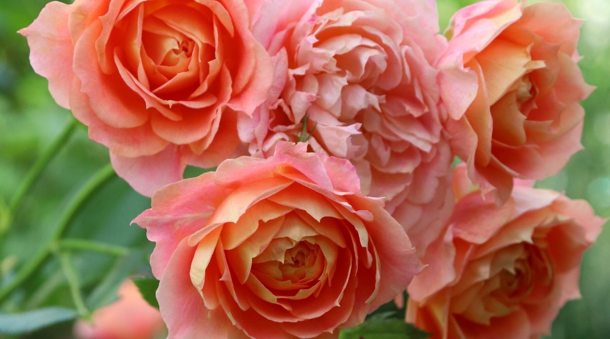 Primer plano de rosas florecientes 'Double Easy Orange' contra un fondo verde borroso.  Las flores son grandes, tienen pétalos redondeados de color albaricoque brillante, con puntas ligeramente puntiagudas.