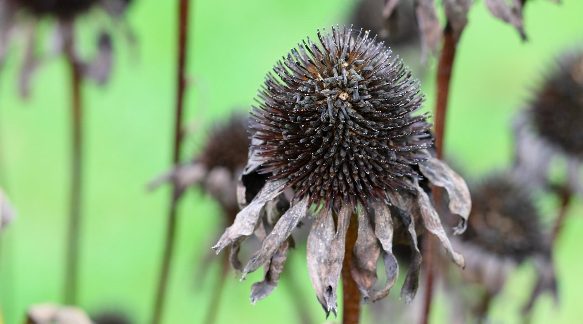 Primer plano de un coneflower descolorido sobre un fondo verde borroso, en un jardín.  La flor tiene una cabeza de semilla en forma de cono que consiste en semillas negras delgadas que sobresalen rodeadas de pétalos marrones secos.