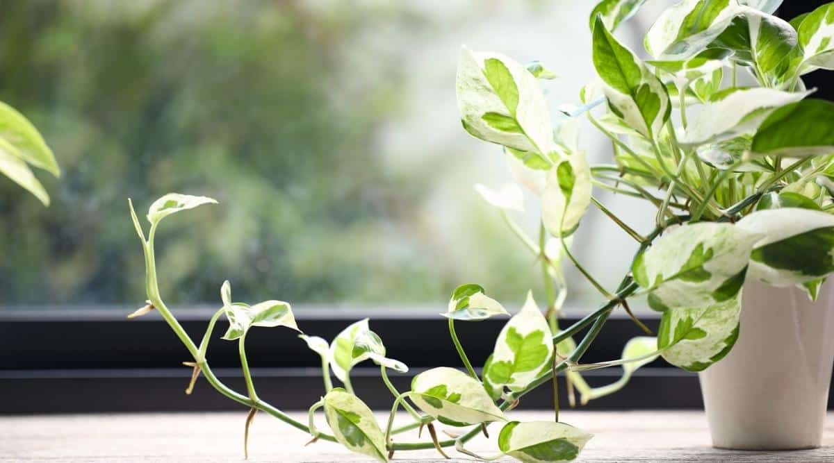 Primer plano de una planta de Epipremnum aureum en una maceta blanca brillante, en un alféizar de luz.  La planta tiene tallos largos y colgantes, cubiertos con hojas en forma de corazón de color verde y motas y rayas blancas y crema.