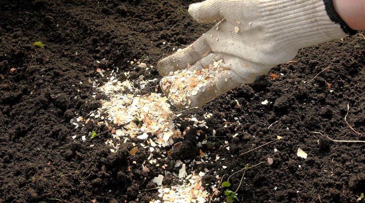 Fertilizando el suelo con cáscaras de huevo.  Primer plano de la mano de un jardinero en un guante de jardinería blanco vertiendo cáscaras de huevo trituradas en el suelo en un jardín.  El suelo es negro y suelto.