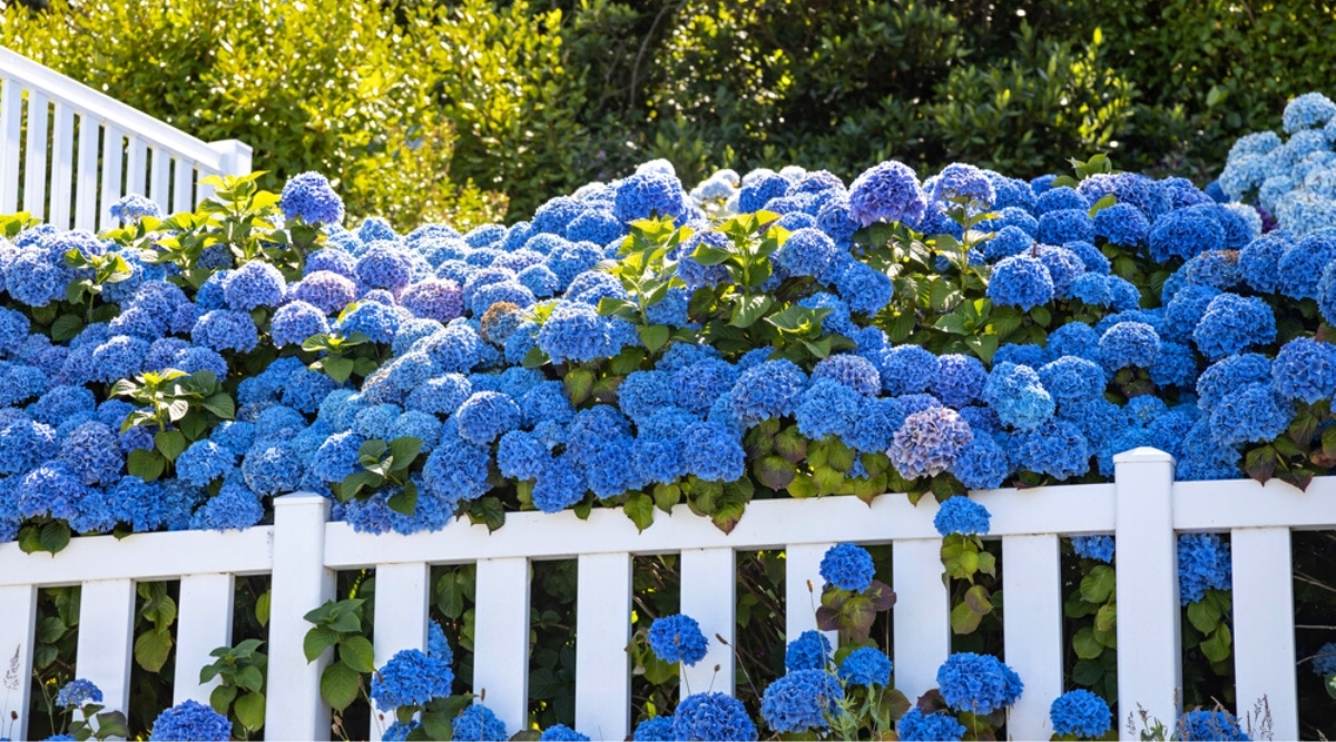 Cobertura de flores de color púrpura y azul a lo largo de una cerca blanca en un jardín soleado.  Los arbustos son exuberantes, florecen profusamente con grandes inflorescencias de flores redondeadas de pequeñas flores de color azul brillante de 4 pétalos densamente agrupadas.